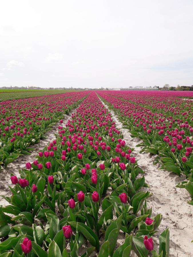 B & B De Gouwe Plek Hoogwoud ภายนอก รูปภาพ